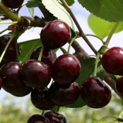 Дюк ИВАНОВНА в Пинске