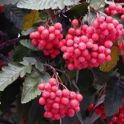 Рябина БОЯРЫШНИКОПЛОДНАЯ сладкоплодная в Пинске