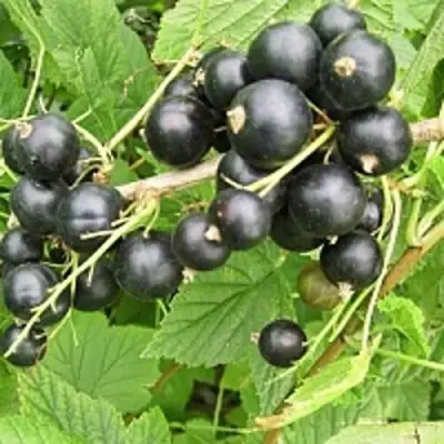 Смородина чёрная ЧЁРНЫЙ АИСТ в Пинске