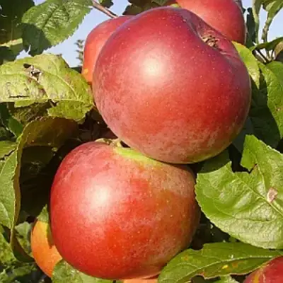 Яблоня АКСАМИТ в Пинске