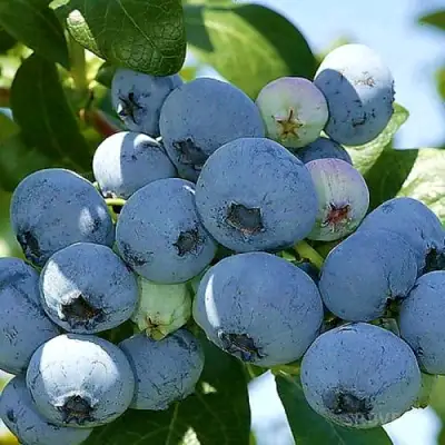 Голубика НУИ в Пинске