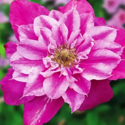 Клематис МАЙ ДАРЛИНГ  в Пинске