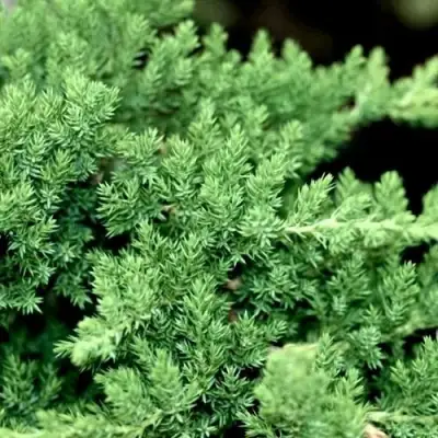 Можжевельник НАНА лежачий в Пинске