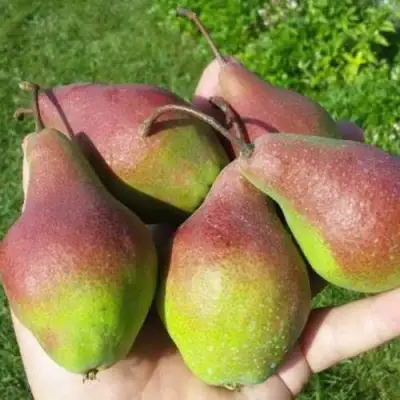 Груша ЯКОВЛЕВСКАЯ в Пинске