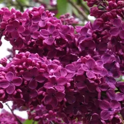 Сирень ЧАРЛЬЗ ДЖОЛИ в Пинске