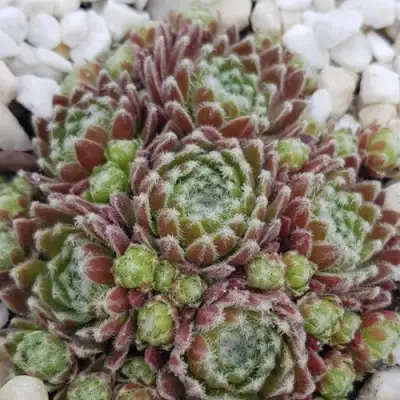 Молодило МОРКЕРС МЕРИТ в Пинске