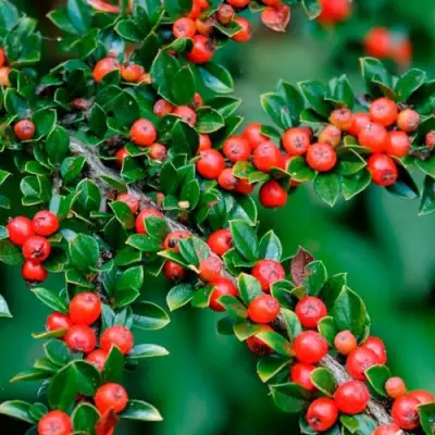 Кизильник горизонтальный в Пинске