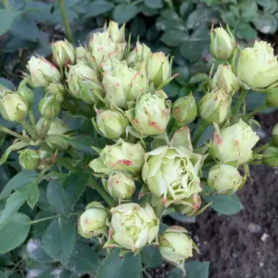 Роза ЛУВИАНА спрей в Пинске