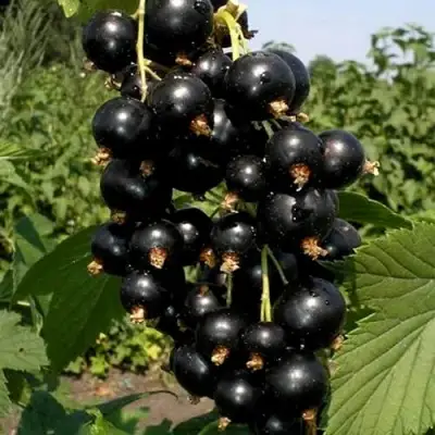 Смородина чёрная ВИНОГРАДНАЯ в Пинске