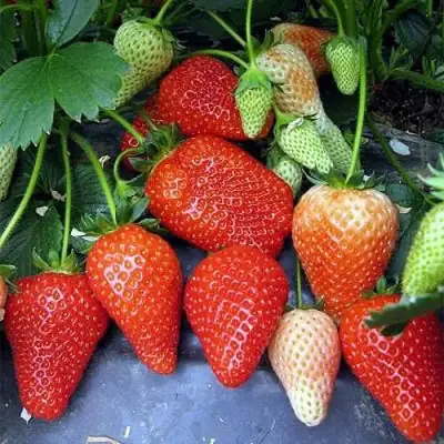 Клубника РОКСАНА в Пинске