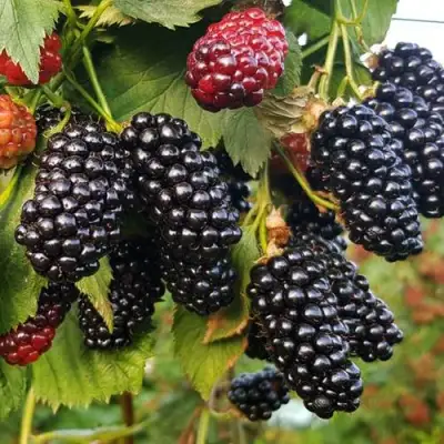 Ежевика НАТЧЕЗ бесшипная  в Пинске