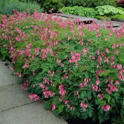 Дицентра изящная в Пинске