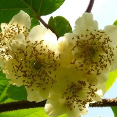 Актинидия АТЛАС (МУЖСКОЙ) киви в Пинске