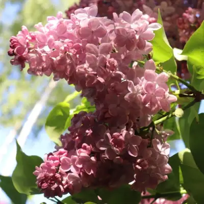 Сирень МЕДОВЫЙ СПАС в Пинске