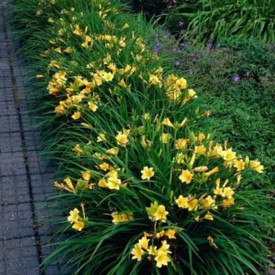 Лилейник СТЕЛЛА ДЕ ОРО гибридный в Пинске