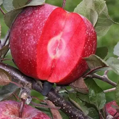 Яблоня РЕД КЕТТИ в Пинске