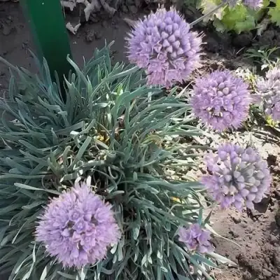 Лук СПИРАЛИС горный в Пинске