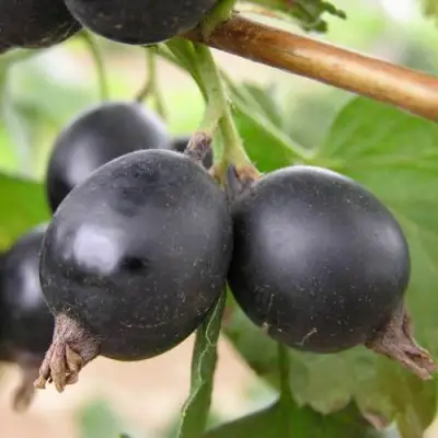 ЙОШТА в Пинске