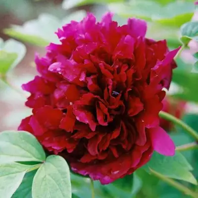 Пион ГАЛАКТИКА травянистый в Пинске