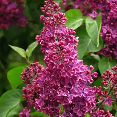 Сирень ЗНАМЯ ЛЕНИНА в Пинске