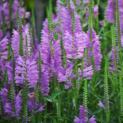 Физостегия РОЗЕЯ виргинская в Пинске