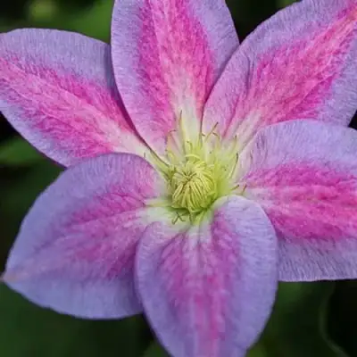 Клематис ЧЕЙНДЖ ОФ ХАРТ в Пинске