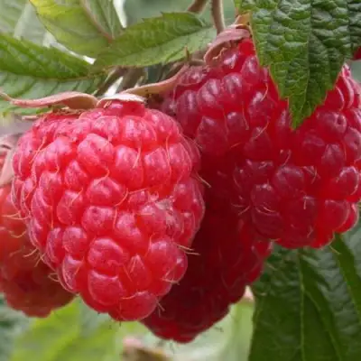 Малина ПИНГВИН в Пинске