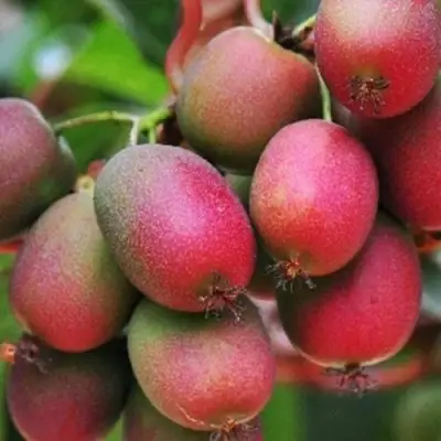 Актинидия ВЕЙКИ аргута в Пинске