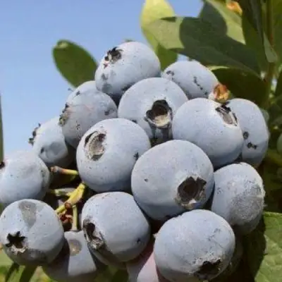 Голубика ЦУКЕР ТРАУБЕ в Пинске