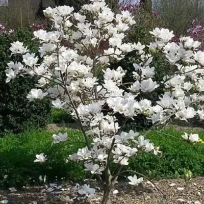 Магнолия АЛЬБА СУПЕРБА в Пинске