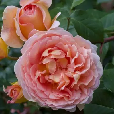 Роза АБРАХАМ ДЕРБИ английская в Пинске