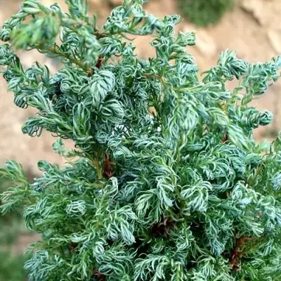 Кипарисовик БЕБИ БЛЮ горохоплодный в Пинске