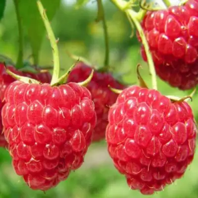 Малина ПИНГВИН в Пинске