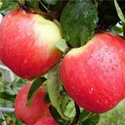 Яблоня ЖЕНЕВА (ЖЕНЕВА ЭРЛИ) в Пинске