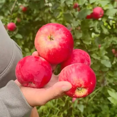 Яблоня АКСЕНА в Пинске