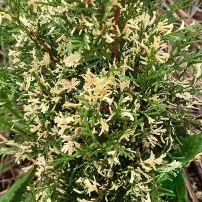 Туя БРАБАНТ ВАРИЕГАТТА западная в Пинске