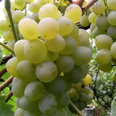 Виноград ТАЛИСМАН в Пинске