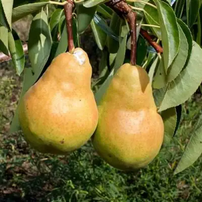 Груша ДЮШЕС ЛЕТНИЙ в Пинске