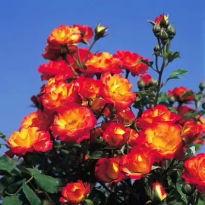 Роза ТАЙФУН спрей в Пинске