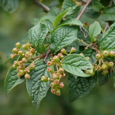 Кизильник пузырчатый в Пинске