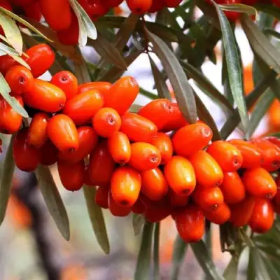 Облепиха ДЖЕМОВАЯ в Пинске