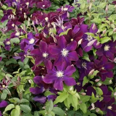 Клематис ГЕРОИ ВАРШАВЫ в Пинске