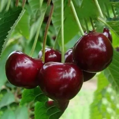 Вишня ЖАДАНА в Пинске