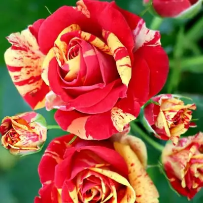 Роза ФАЙЕР ФЛЕШ спрей в Пинске