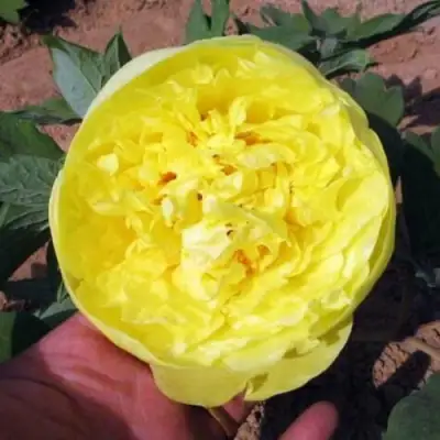 Пион ЗОЛОТО ПОДНЕБЕСНОЙ древовидный в Пинске