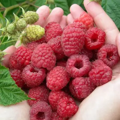 Малина МОЛЛИНГ ДЖУНО в Пинске