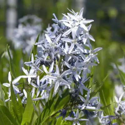 Амсония ТАБЕРНЕМОНТАНА в Пинске