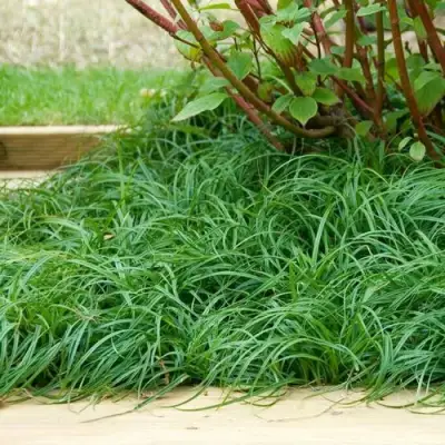 Осока БИТЛЗ в Пинске