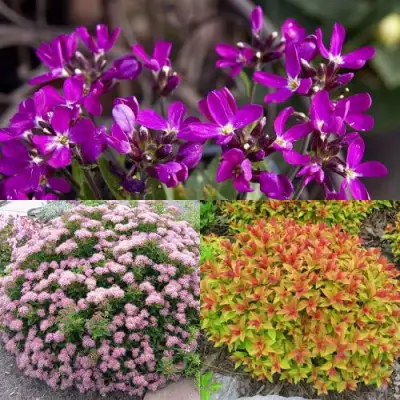 Комплект ЯПОНСКИЙ САД в Пинске