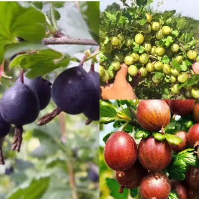 Комплект КРЫЖОВНИК MIX в Пинске